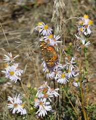 Phyciodes pulchella camillus