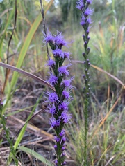 Liatris pilosa