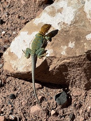 Crotaphytus collaris