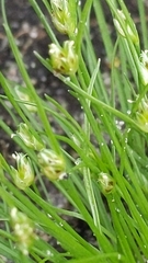 Isolepis