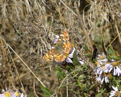 Phyciodes pulchella camillus