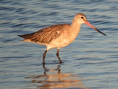 Limosa lapponica lapponica
