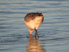 Limosa lapponica lapponica