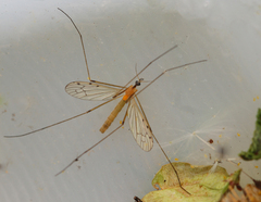 Limonia phragmitidis