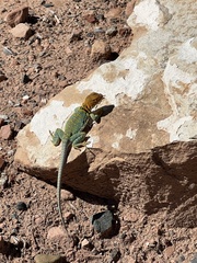 Crotaphytus collaris