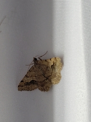 Frederickia s-signata