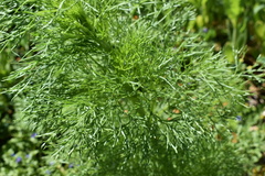 Eupatorium capillifolium