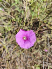 Ipomoea ternifolia