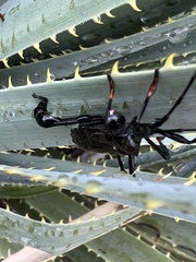 Acanthocephala thomasi