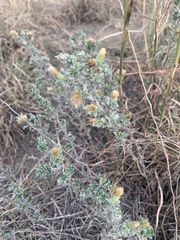 Heterotheca canescens