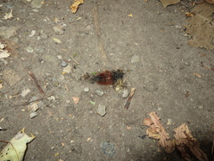 Pyrrharctia isabella