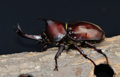 Trypoxylus dichotomus