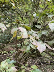 Viburnum dilatatum