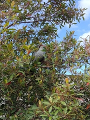 Lopholaimus antarcticus