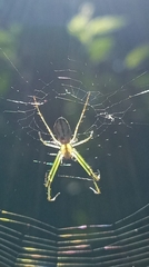Leucauge