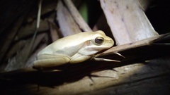 Boana pulchella