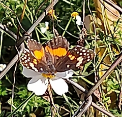 Chlosyne lacinia adjutrix