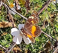 Chlosyne lacinia adjutrix