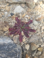 Boechera grahamii