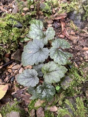Asimitellaria furusei