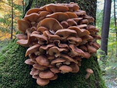 Armillaria ostoyae
