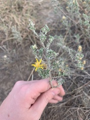 Heterotheca canescens