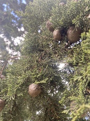 Cupressus lusitanica