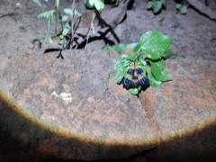 Calopteron terminale