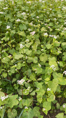 Fagopyrum esculentum