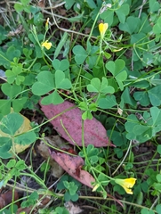 Oxalis dillenii