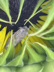Spodoptera albula