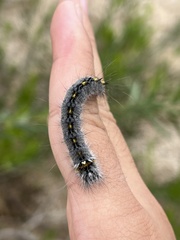 Olceclostera seraphica