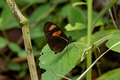 Heliconius melpomene