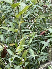 Persicaria japonica