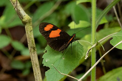 Heliconius melpomene