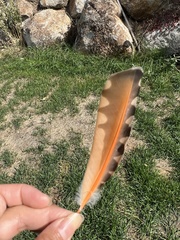 Colaptes auratus cafer