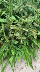 Nephrolepis cordifolia