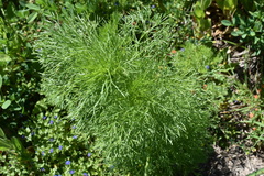 Eupatorium capillifolium
