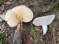 Hydnum alboaurantiacum
