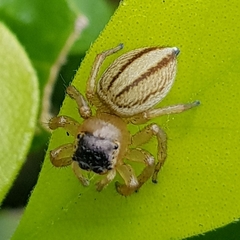 Maratus scutulatus