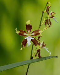Oncidium aurarium