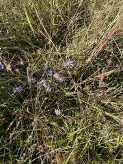 Eurybia hemispherica