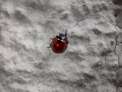 Coccinella septempunctata
