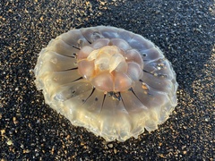 Chrysaora melanaster