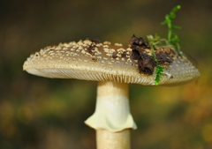 Amanita franchetii
