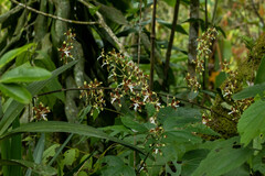 Oncidium aurarium