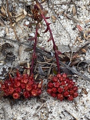 Darwinia sanguinea