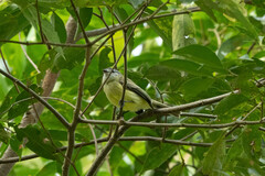 Phyllomyias griseiceps