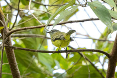 Phyllomyias griseiceps