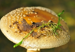 Amanita franchetii
